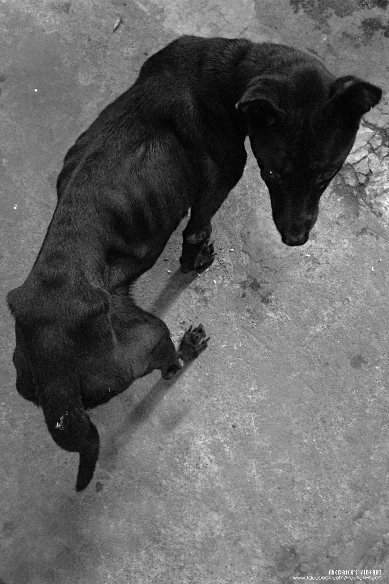 市集烏犬。僅食肉卻不長肉的堅持......ps.他叫小黑,七歲。主人說這是心絲蟲症,有治療過但已經到心臟不好控制了,總共瘦了十多公斤... 市集烏犬。僅食肉卻不長肉的堅持......ps.他叫小黑,七歲。主人說這是心絲蟲症,有治療過但已經到心臟不好控制了,總共瘦了十多公斤...