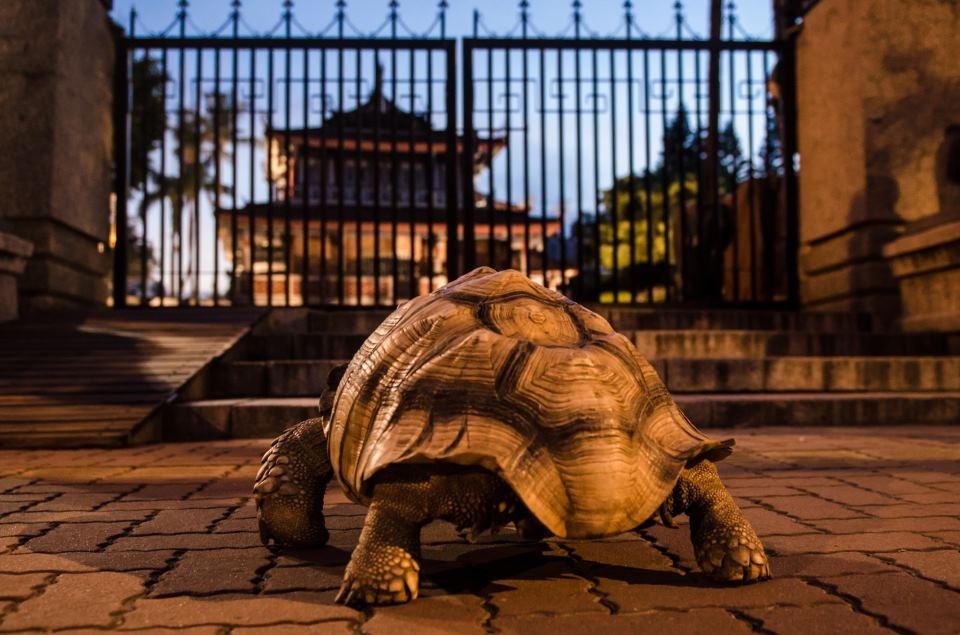 拍「仲夏夜府城」最驚喜的應該就是劇中的大烏龜吧